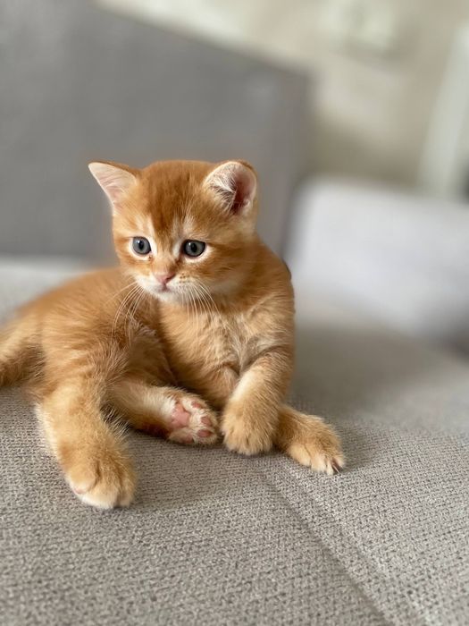 Котята на продаже