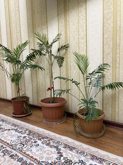 Продам  цветы  комнатные