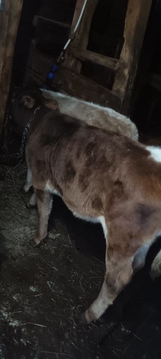 Vițele de vânzare