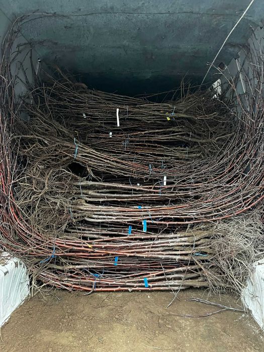 Pomi fructiferi calitate superioară