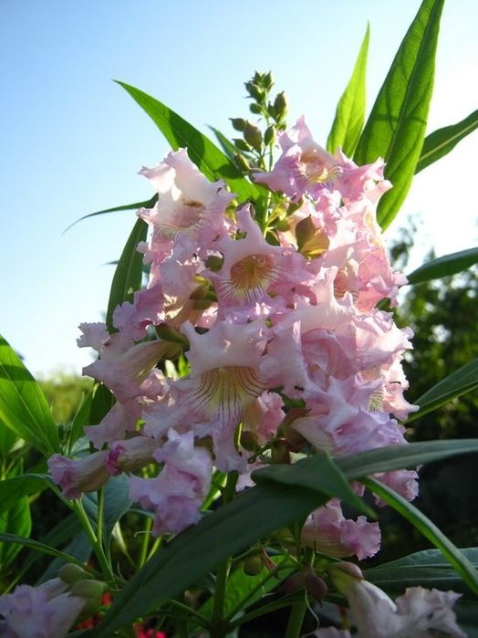 Красивоцветущие кустарники