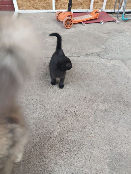 Mushuk bolasi 2 oylik boldi qiz bola