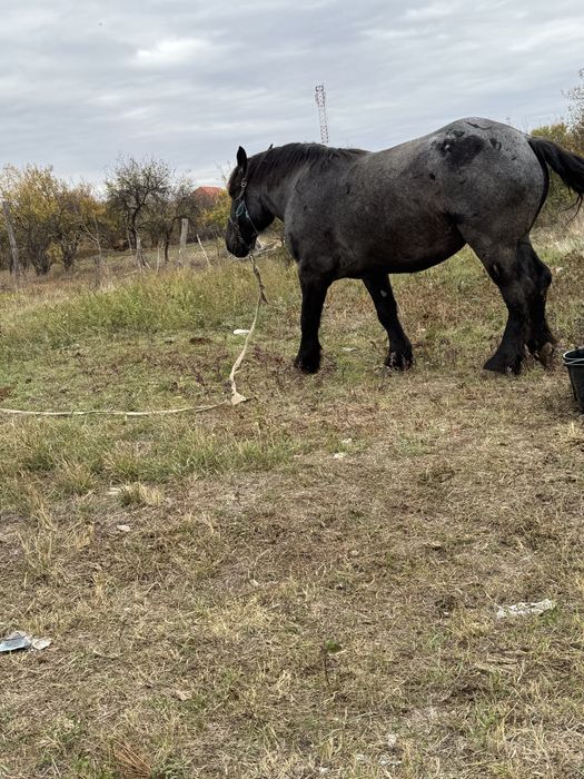 Manza de 3 ani de vanzare.