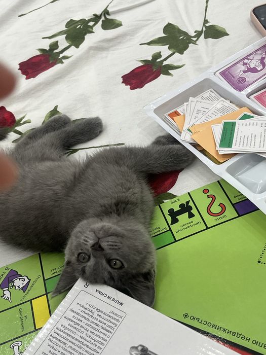 Котенок мальчик,мысық марғау