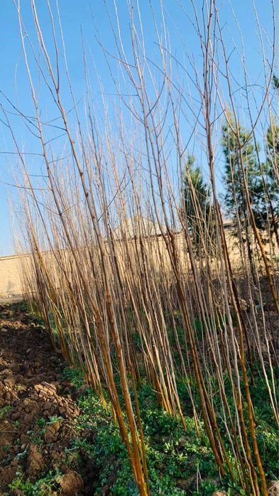 Tut daraxti nihollari