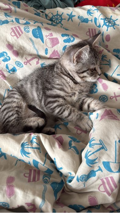 Продам ласковую кочешку 10000