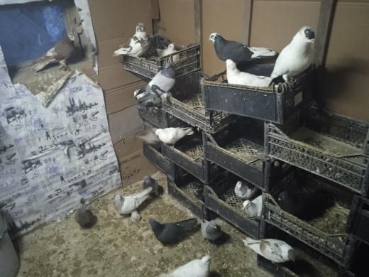 Срочно продам галубей
