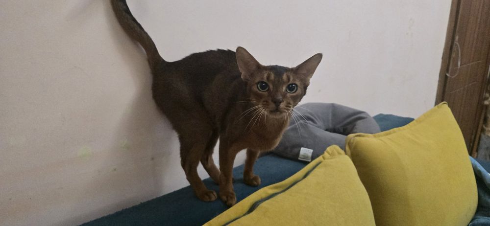 Абиссинская кошка
