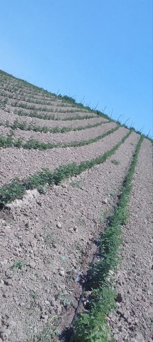 Малина кӯчатлар,Саженцы малины