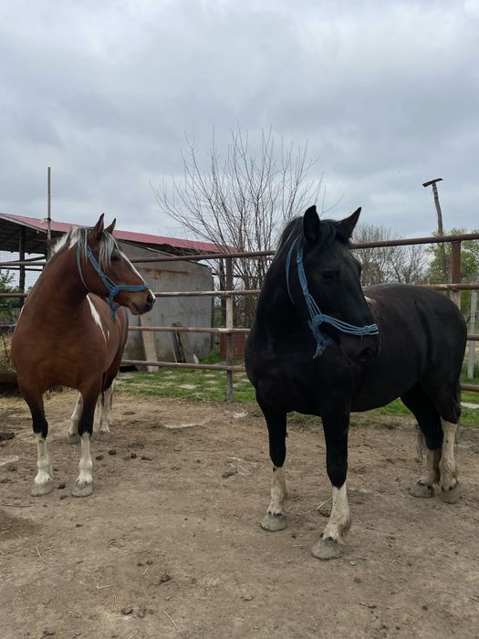 Iepe Barok Pinto – blânde, frumoase, cu temperament liniștit