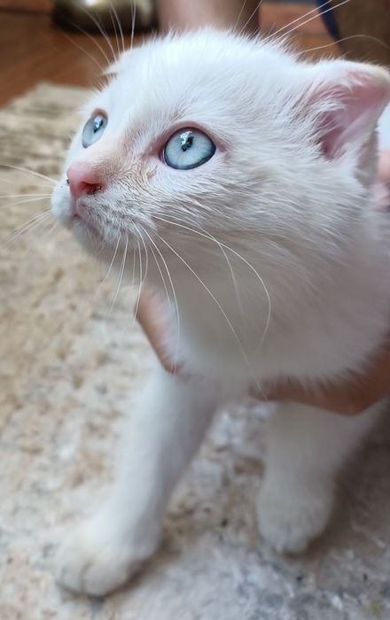 Котёнок вислоухий короткошерстная  Британская