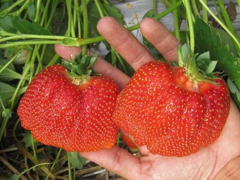 Йилбўйи хосил берадиган қулупнай кўчатлари. РассадаКлубник круглый год