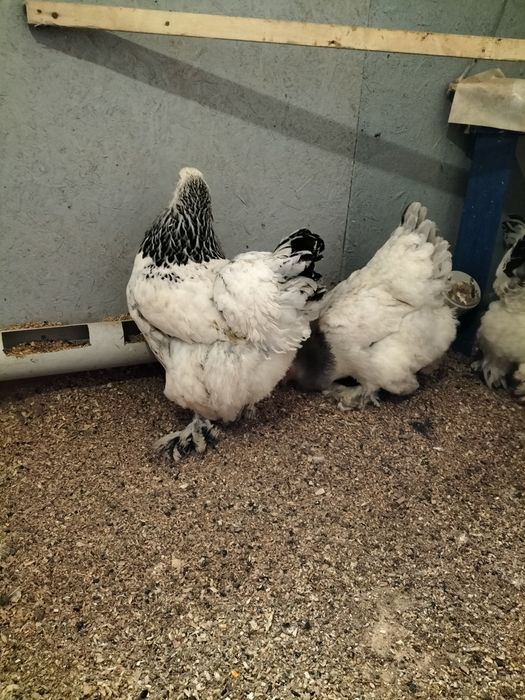 Продаю куры брама