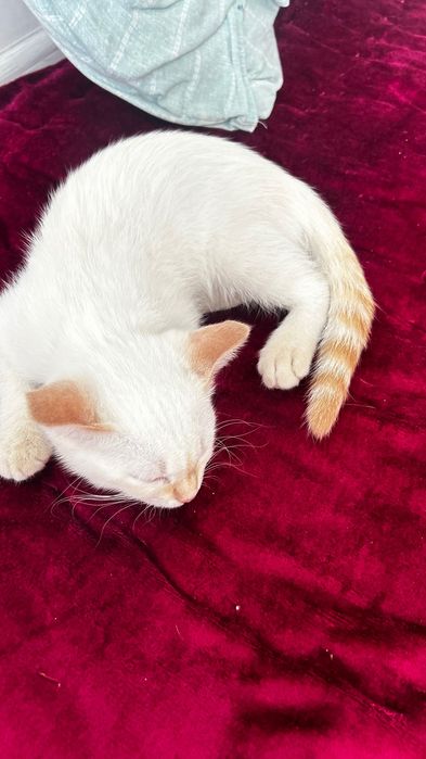 Котенок мальчик ходит в латок