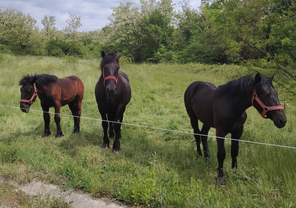 Iapă,2 manze și un armăsar de elită