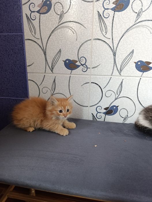 Котята домашние бесплатно