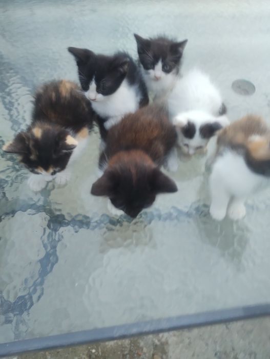Donez 6  pui pisică
