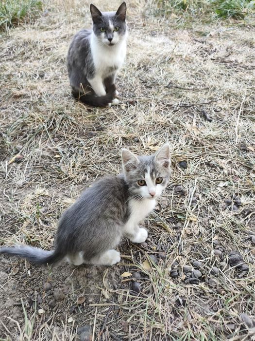 Котята крысыловы.