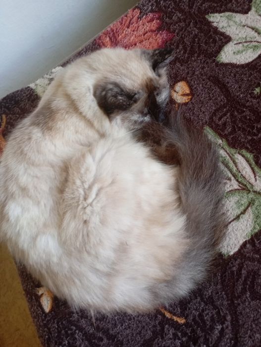 Отдам в хорошие руки кошку