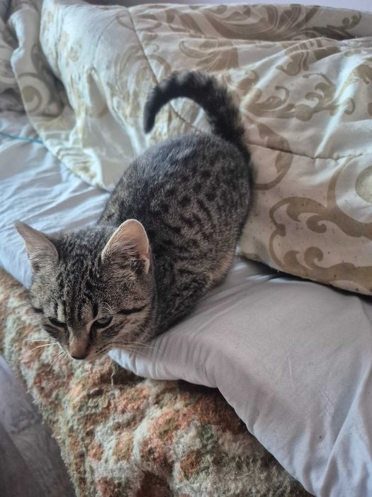 Подарявам котенце