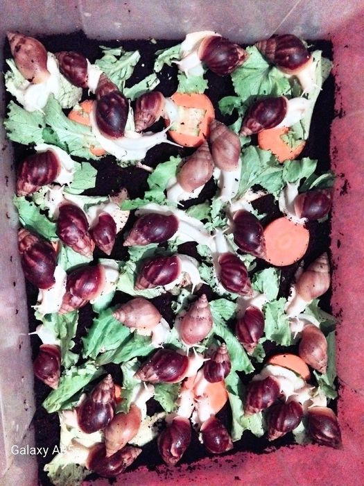 Ulitkalar sotuvda har hil razmerlari bor optomgayam donagayam bor