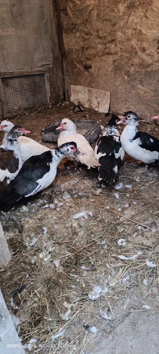 Продам уток, утки, индоутки