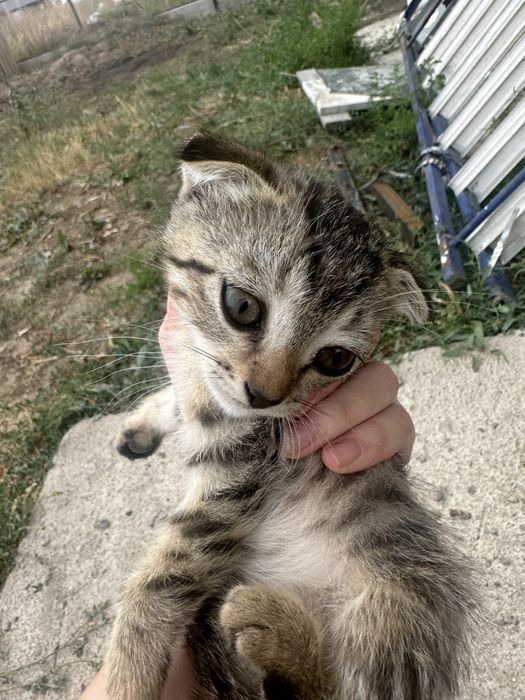 Котят на добрые руки