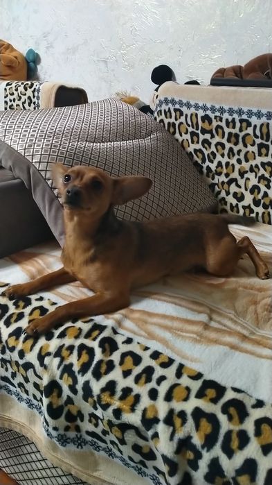 Кобель на вязку ищет себе спутницу