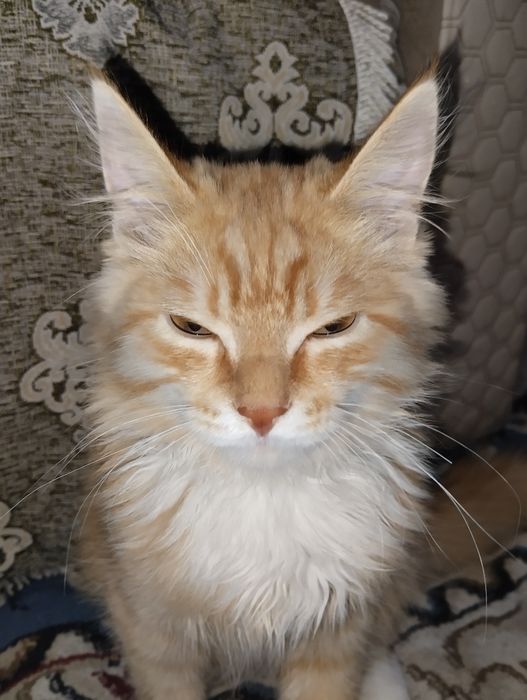 Кошка без болезней  мышей быстро ловит