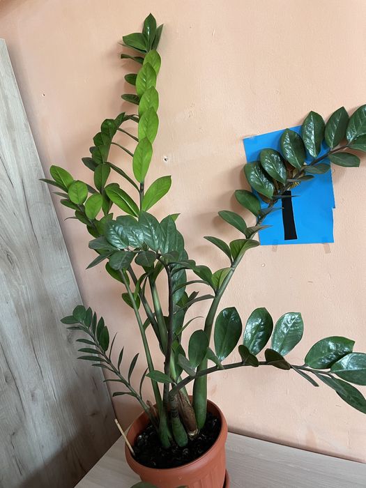 Долларовое дерево, много