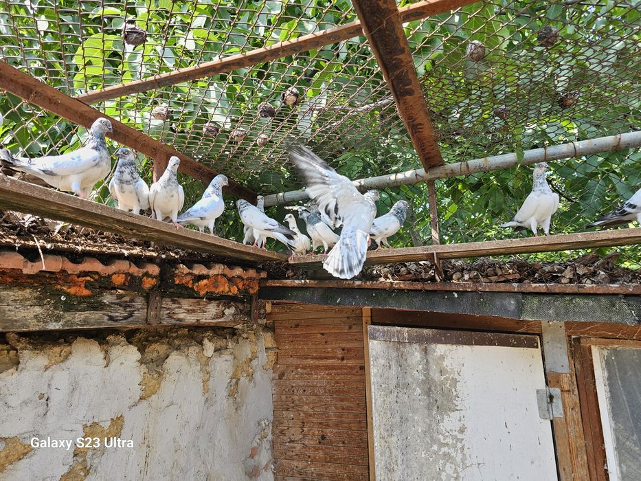 Продавам Софийски гълъби