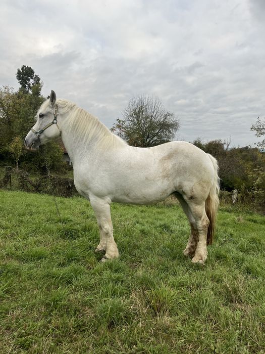 Vand doua iepe semi greu