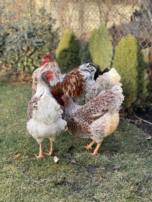 Oua pentru incubat gaini Wyandotte Splash