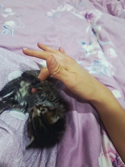 Мальенкий котёнок,девочка

Нашла на ули