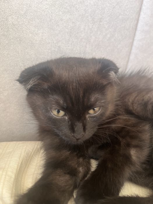 Кошка шотланская