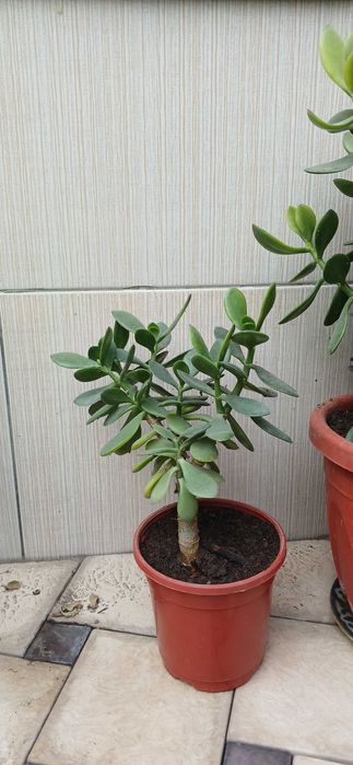 Продаются комнатные цветы алое и другие