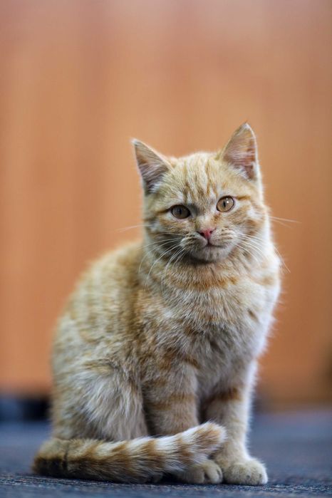 Котёнок ищет верного хозяина