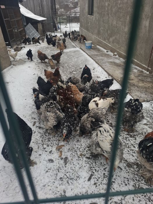 Vând cocoși și gaini brahma vaccinați și deparazitați