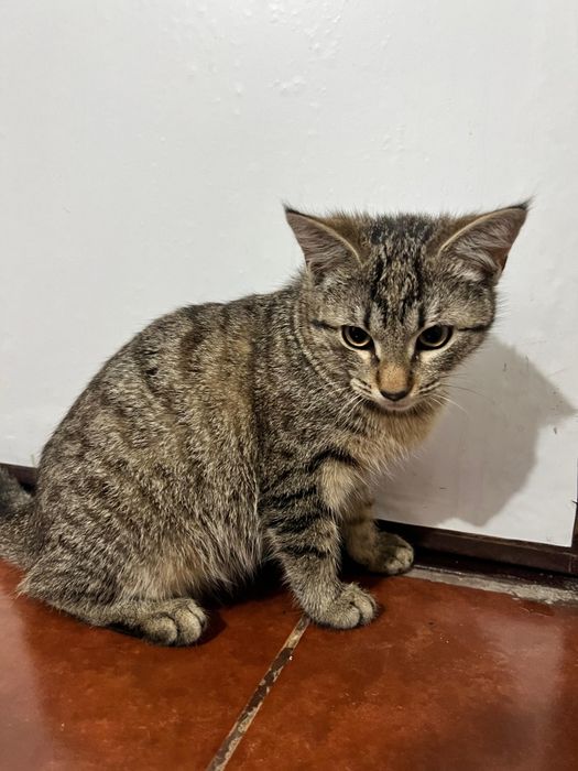 Добрые красивые котята