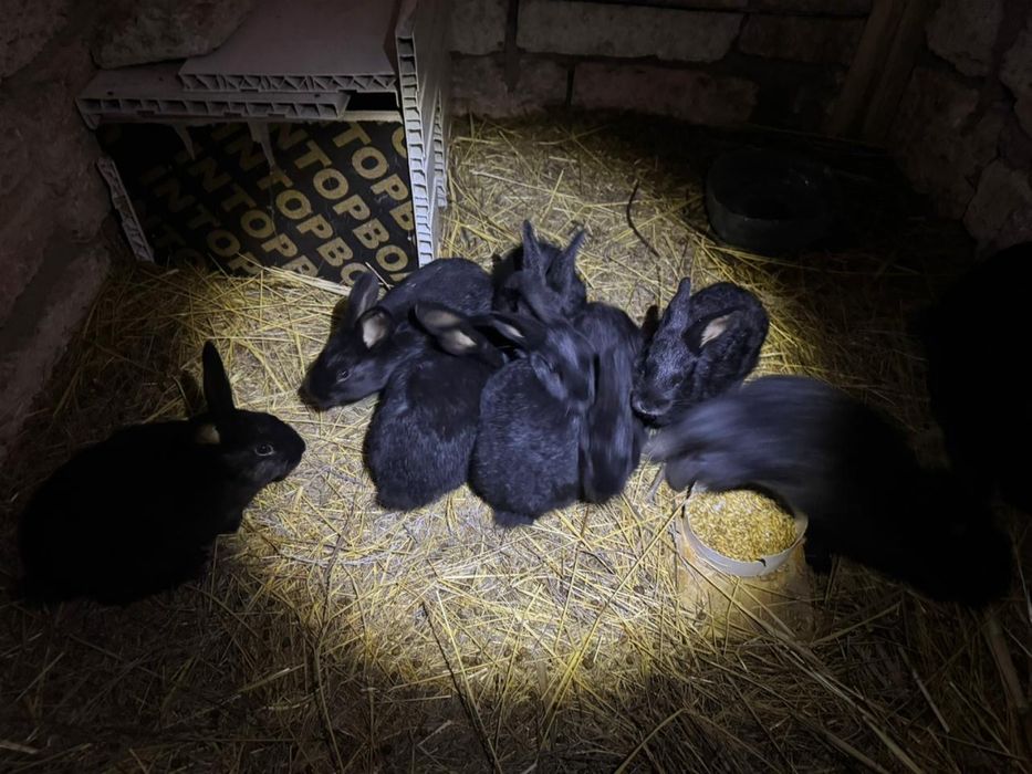 Полтавское сербро коян, кролик сатылады