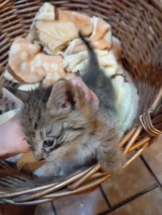 Котенок мальчик М буква окрас