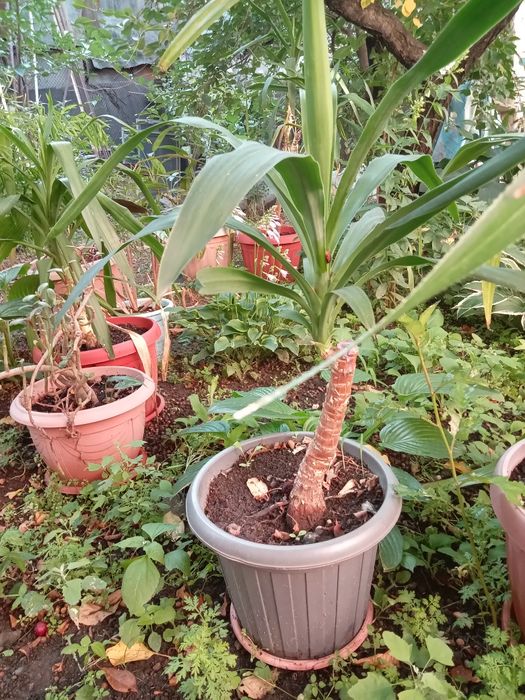 Юкка комнатная продам.