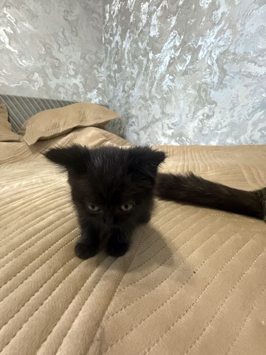 Котята: одна девочка и один мальчик