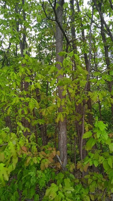 Липа ясень дуб