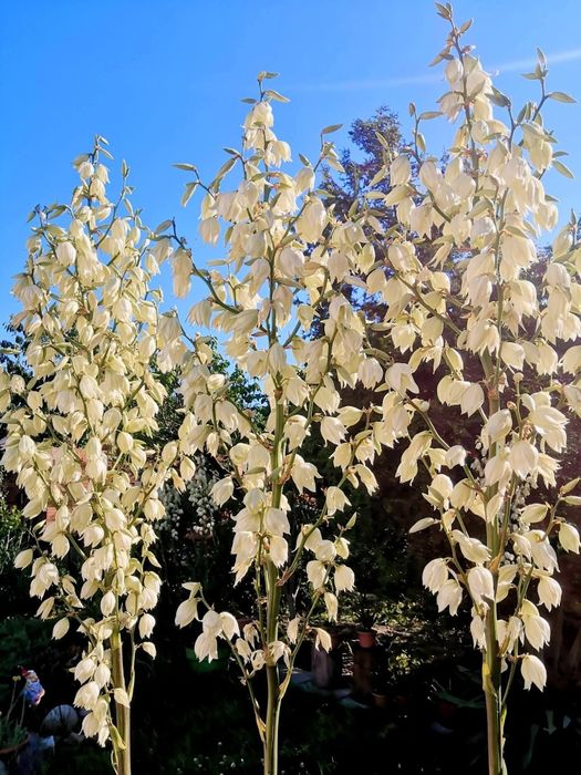 Yucca de grădină
