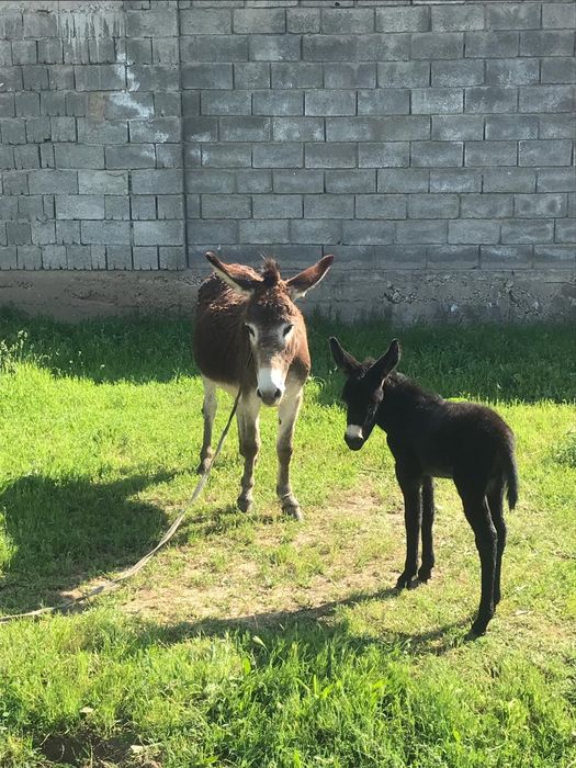 Ешек сатылады или обмен