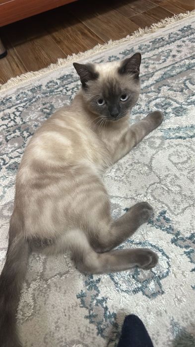 Продам кота 6-7 месяцев