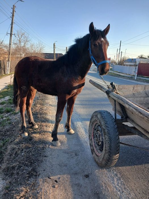 Vand cârlan 10 luni