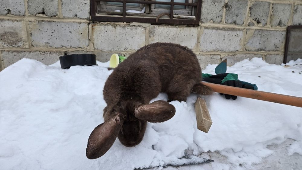 Кролик Крольчиха 5кг