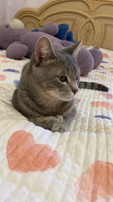 Кот ищет себе кошку для вязки